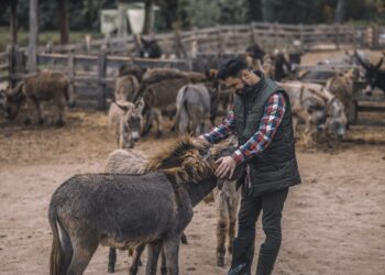 Why is one soul in an animal body another in a human body? Are all souls not equal?