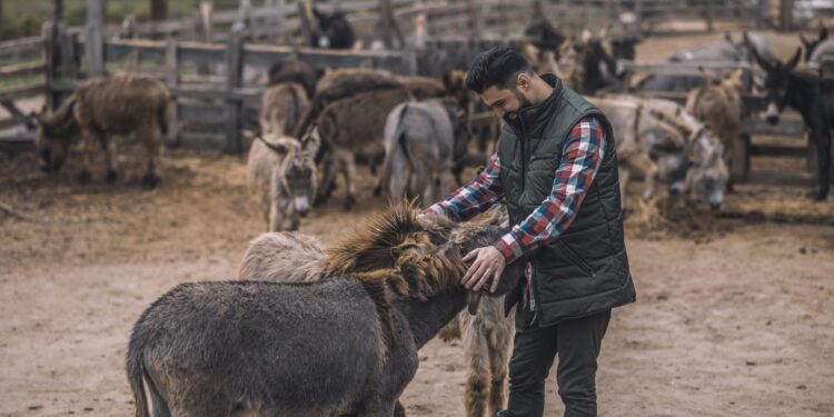 Why is one soul in an animal body another in a human body? Are all souls not equal?